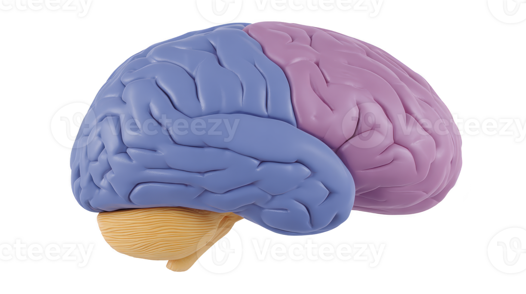 Detailed anatomical model of human brain, showcasing left and right hemispheres distinct colors, emphasizing intricate structure and folds. This representation highlights complexity of brain png