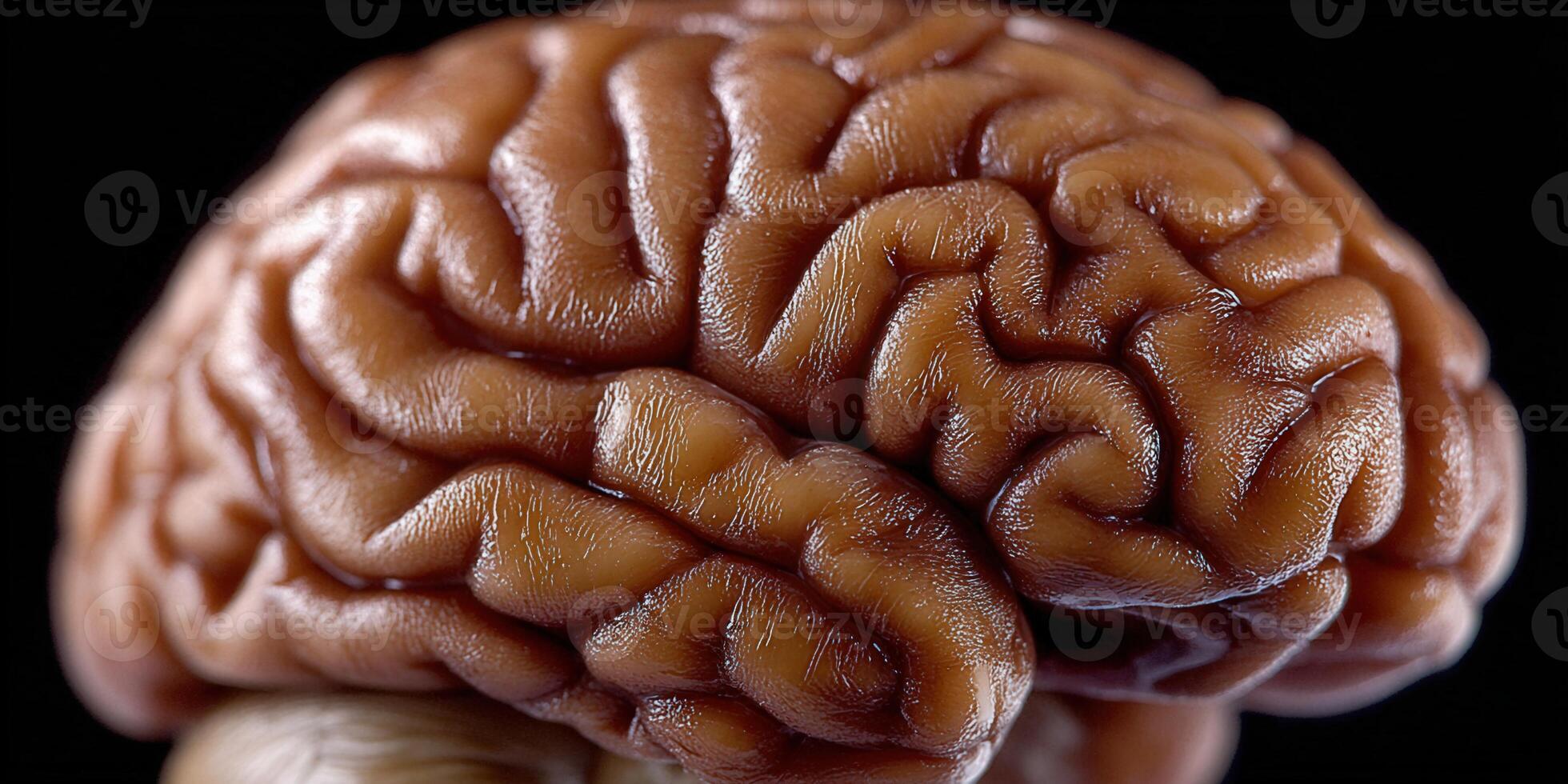 Close-up of a human brain showcasing its intricate folds and textures photo