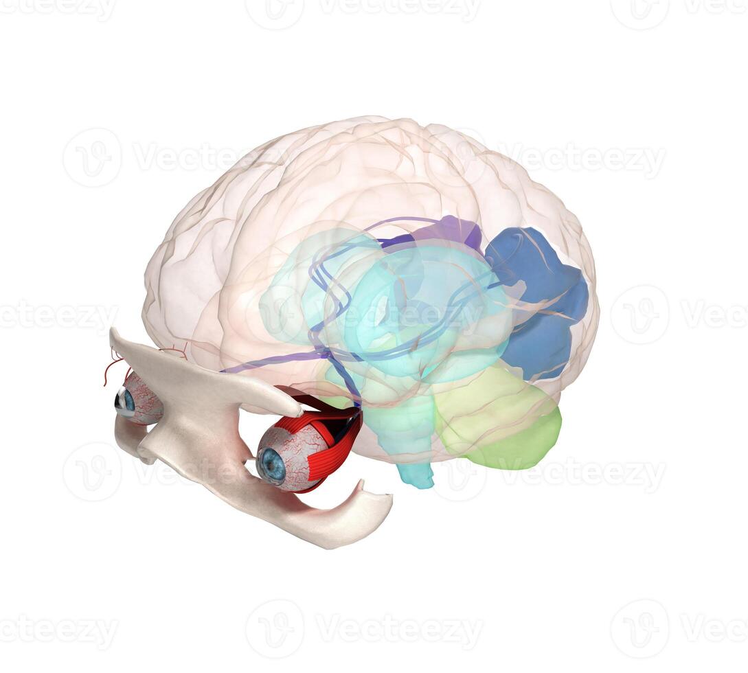 A 3d model of the brain with a brain and a brain with a brain photo