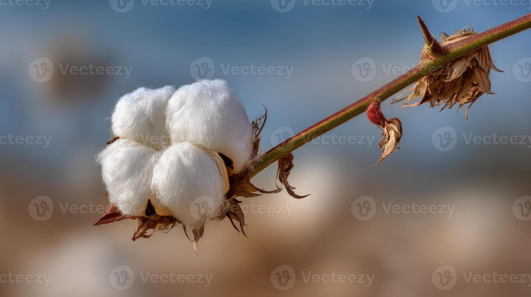 Cotton Boll Close-Up on Branch, Emphasizing Softness and Texture Against a Blurred Background photo