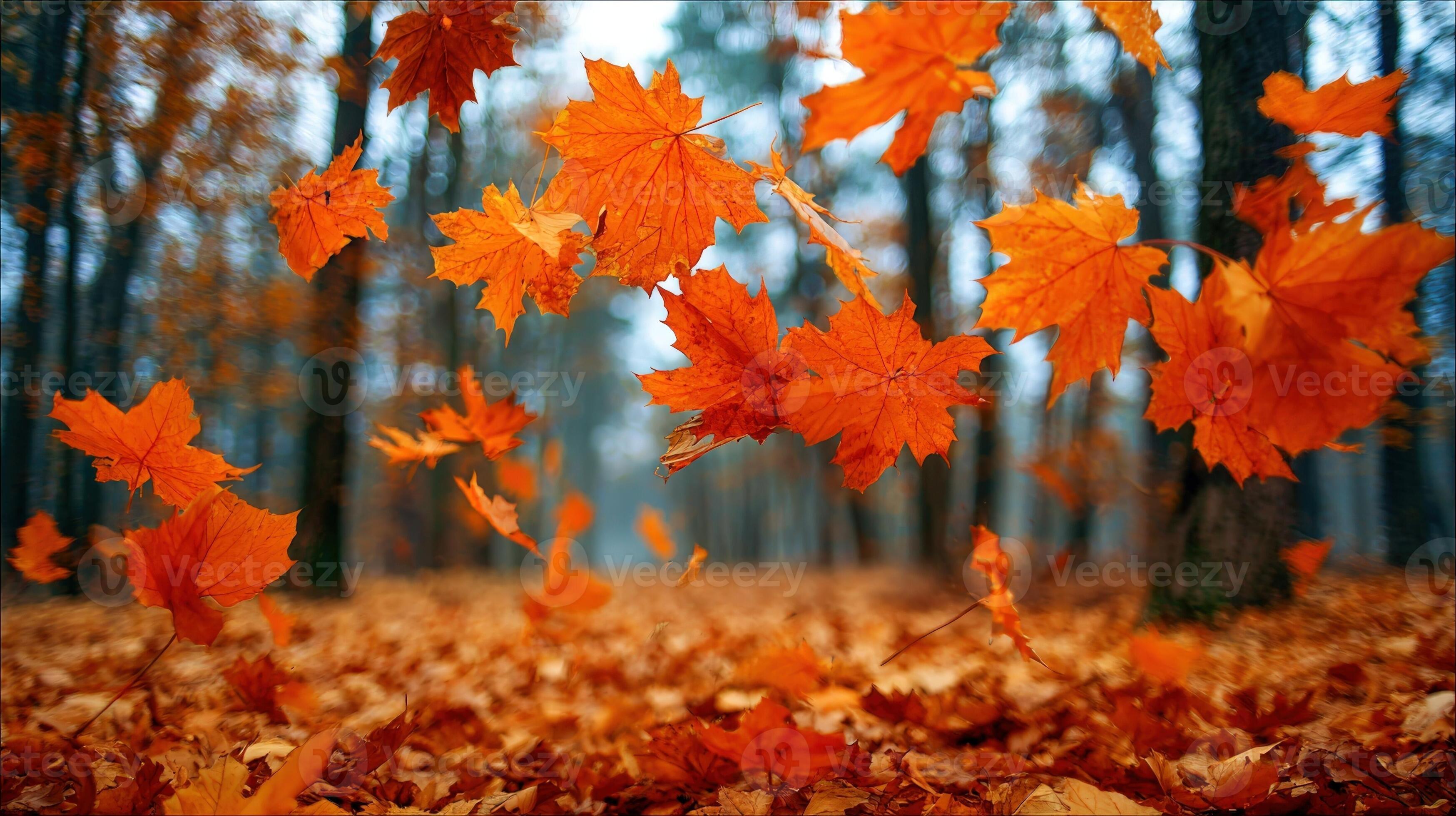 autumnal-cascade-vibrant-maple