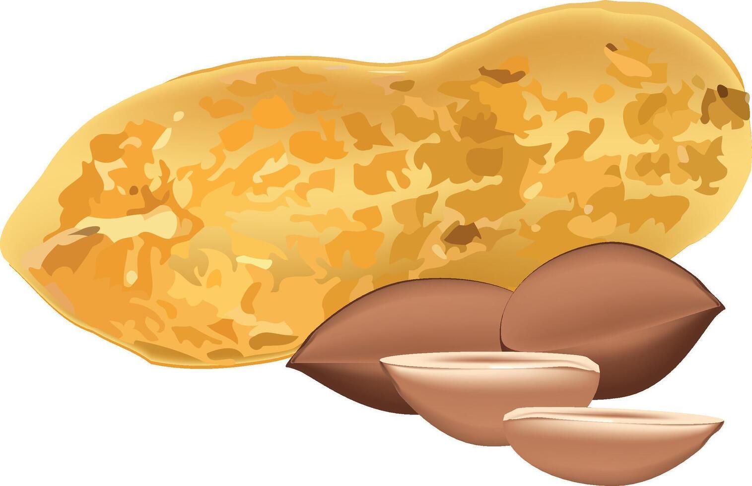 Peanuts showing shell and peeled kernels on white background vector