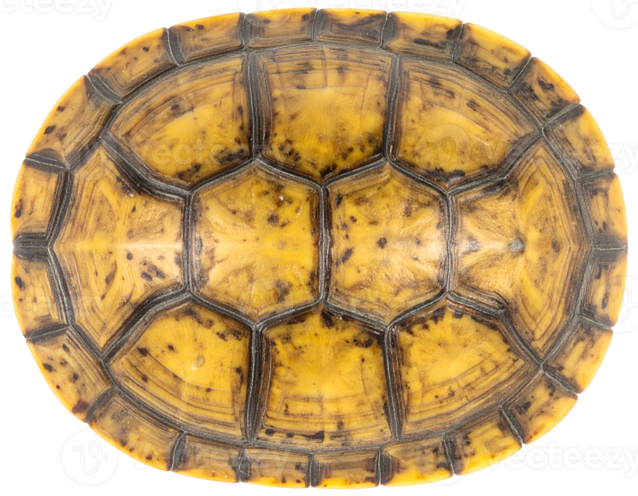 Turtle shell plastron underside closeup showing yellow scutes pattern and protective plates on isolated background png