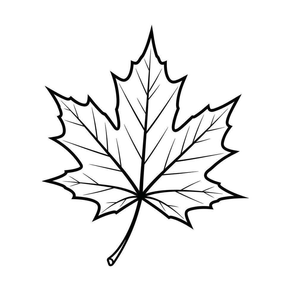 Outline Drawing of a Single Maple Leaf with Detailed Veins on a White Background sketch vector