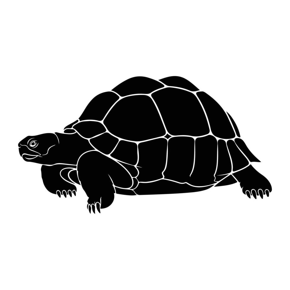 Black tortoise with patterned shell turtle reptile vector