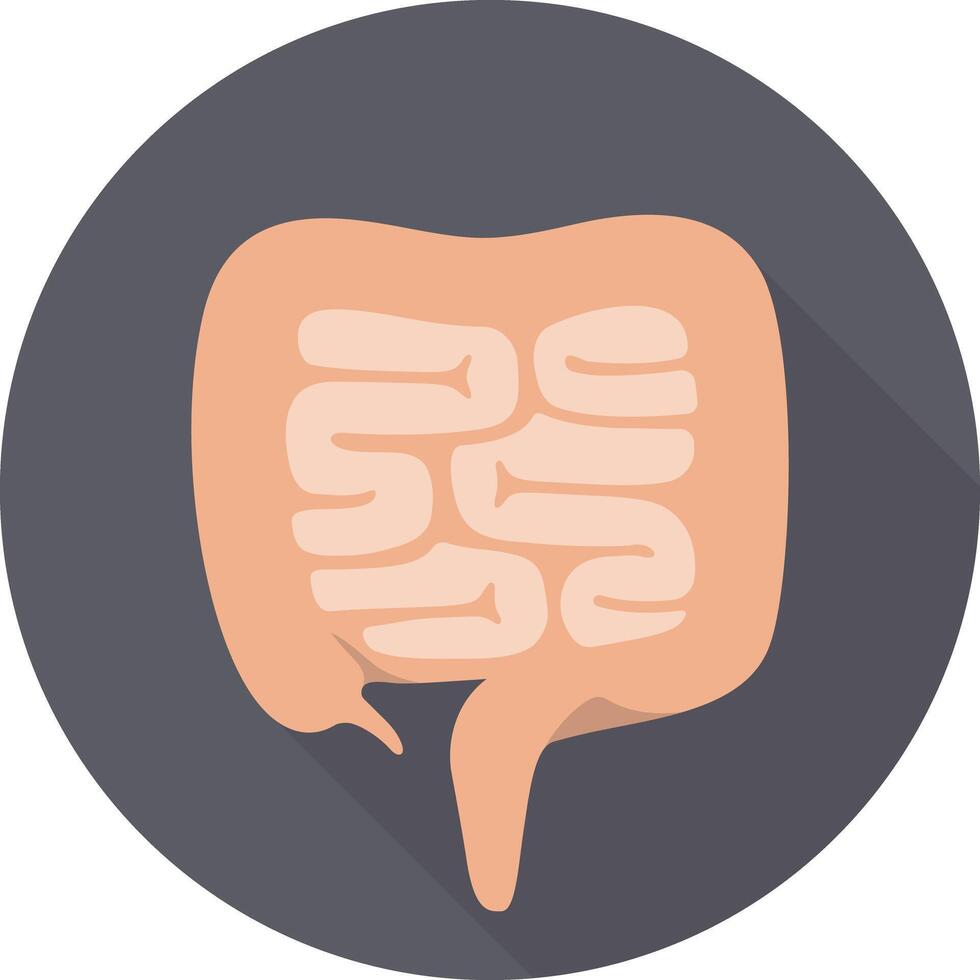 Digestive system illustration showing human intestines and colons on a gray background vector