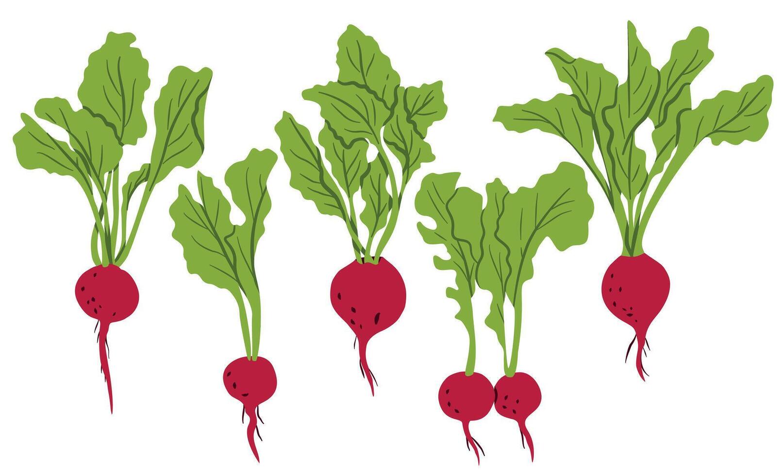 Beet seamless pattern. Flat vegetables with green leaves on a white background. Natural pattern with red beets vector