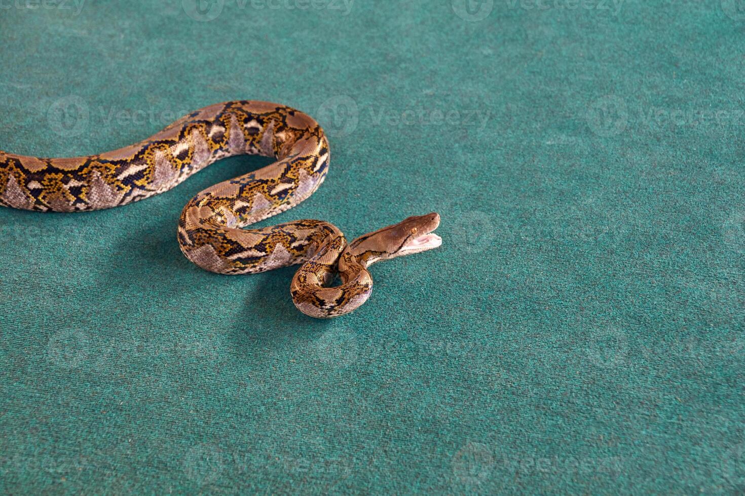 Burmese python on turquoise surface displaying camouflage patterns and unique markings. photo