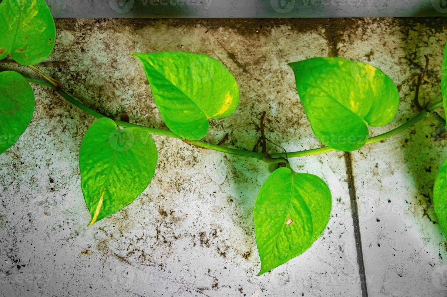 Heart shaped leaves of pothos or Epipremnum aureum growing along tiled surface with visible stains capturing indoor vine growth, natural foliage texture, and urban greenery contrast. photo