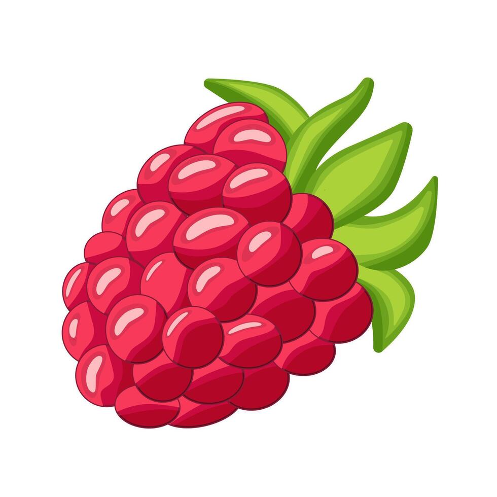 Raspberry isolated on white background. Raspberry. Wild berry. vector