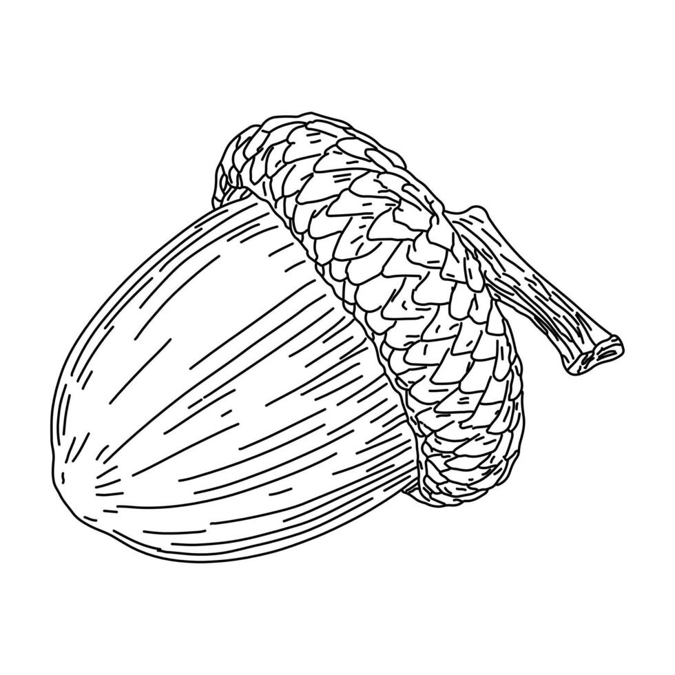 Hand drawing line of an acorn with a textured cover, perfect for autumn themed projects,Acorn Outline vector
