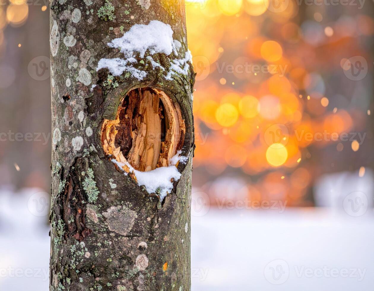 A hole in a tree trunk with snow on it photo