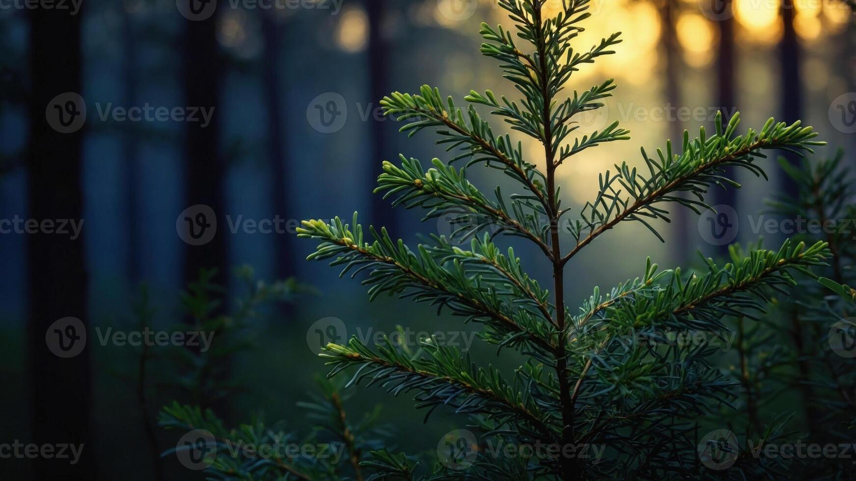 Close-up of a pine branch illuminated by soft sunlight in a serene forest setting at dusk photo
