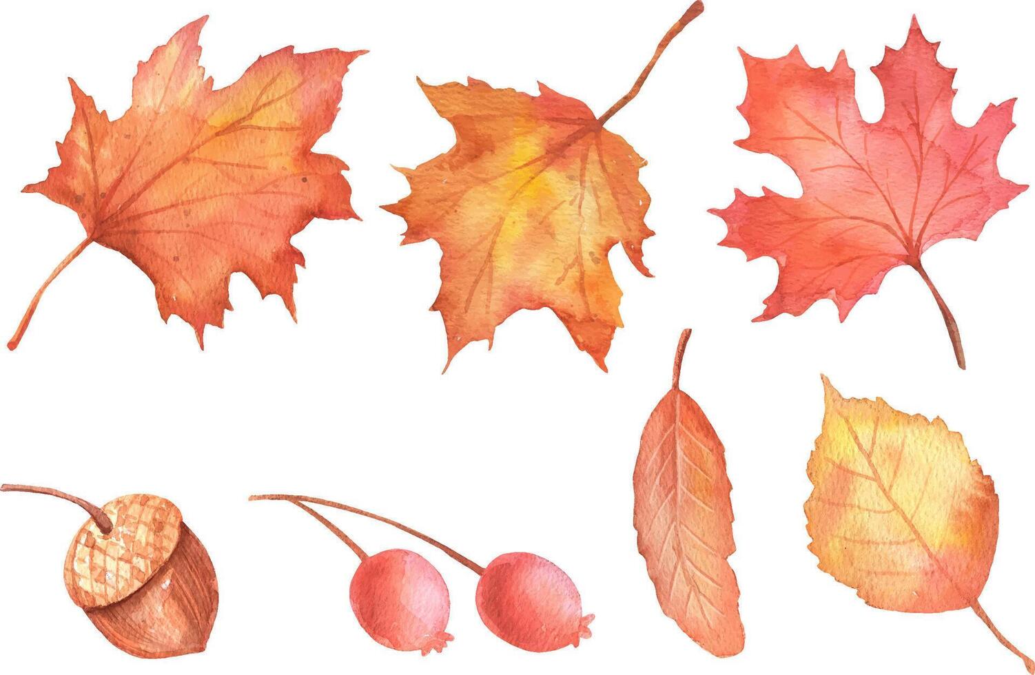 Watercolor maple leaves in various arrangements on white background. Autumn design element vector