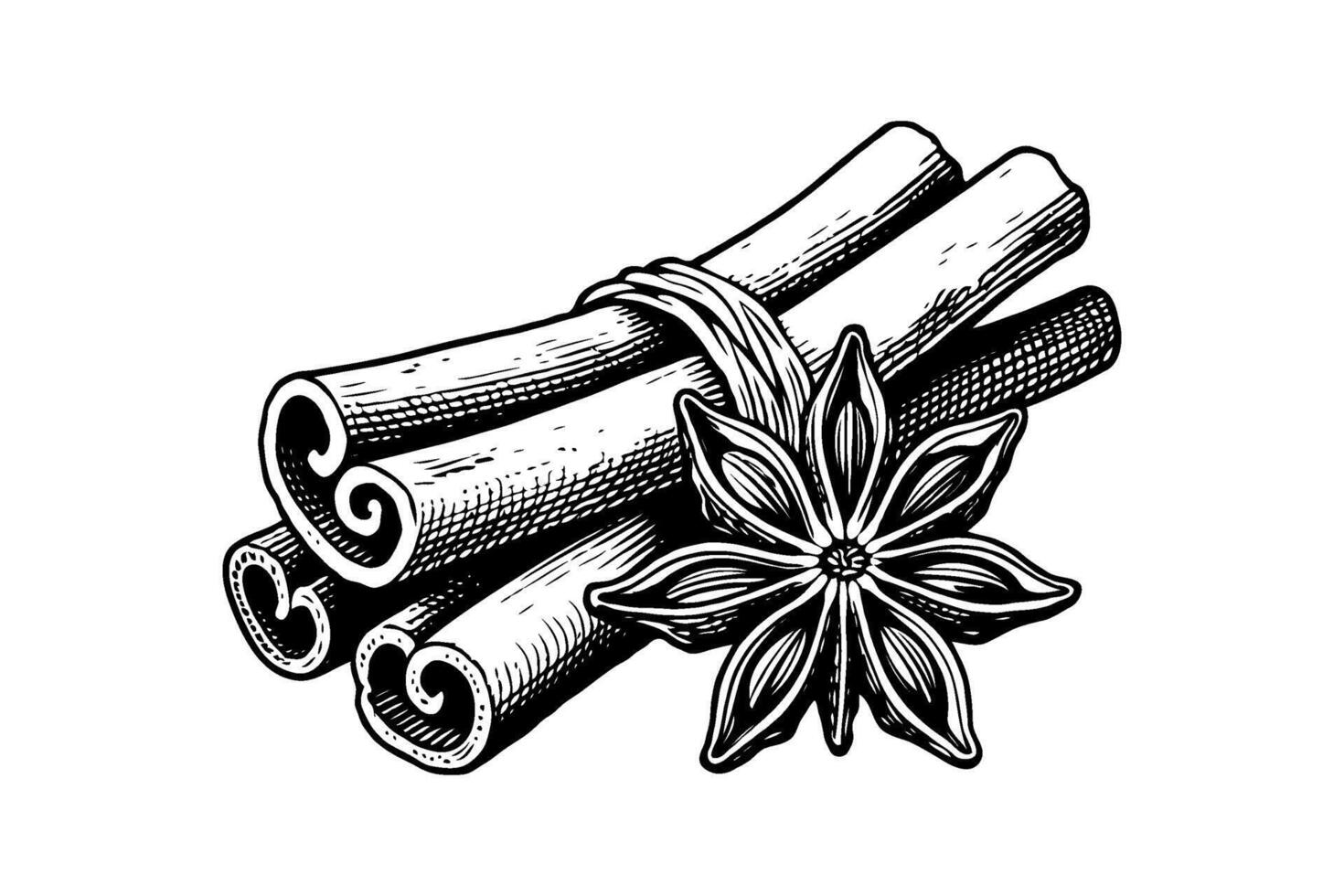 Hand-drawn cinnamon sticks tied with a string and star anise flower on a white background, representing spice, flavor, and culinary art vector