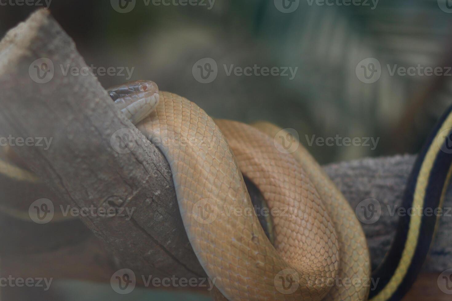 Snake coiled on tree branch A tan-colored snake resting coiled around a tree branch, blending into its natural environment. photo
