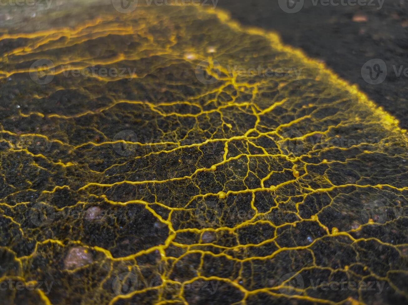 The slime mold forms an intricate, branching, and interconnected network of veins, creating a detailed pattern that looks like a biological or neurological map. photo