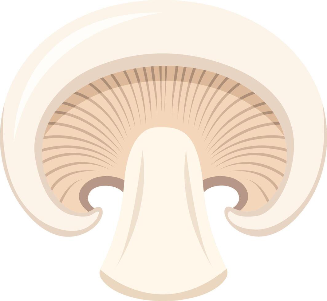 A cross-section illustration of a white mushroom, showing the cap, gills, and stem in a simple, clean style. vector