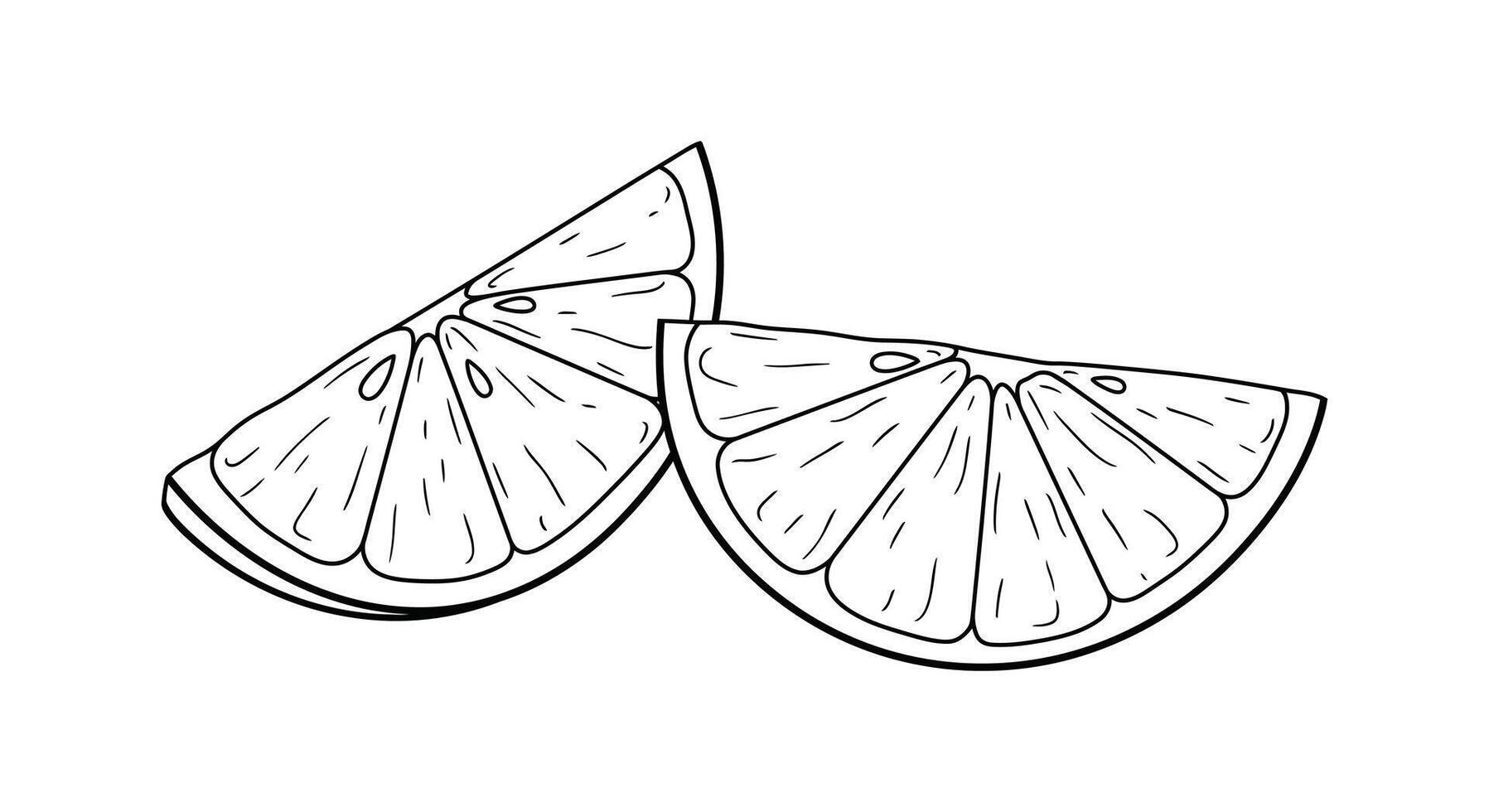 Two slices of lemon are shown in a drawing vector