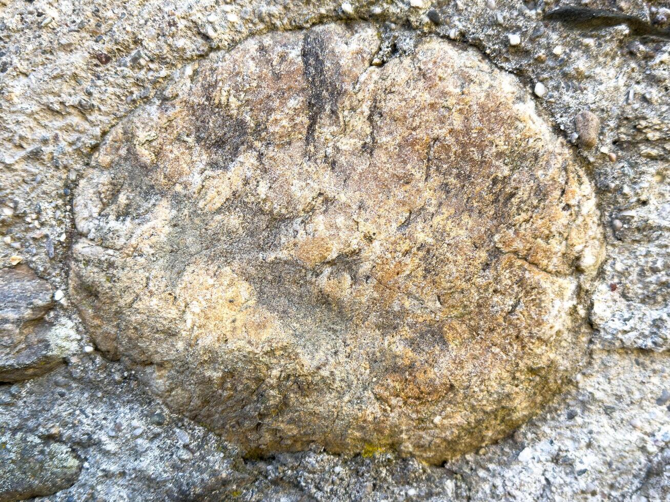 Close-up of weathered rock surface with circular patterns photo