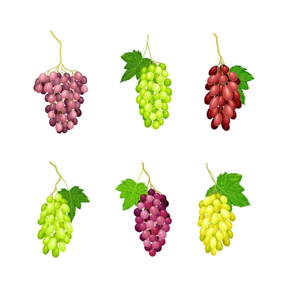 Clusters of Grape with Crimson, Red and Green Berries Set vector