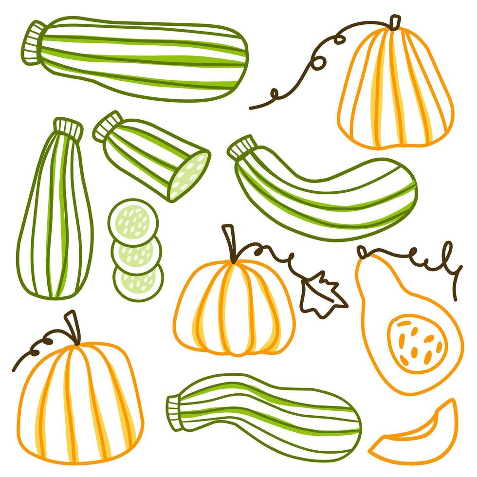 Vegetable Line Art of pumpkin Squash and Zucchini in Different Form Including Slices and Chopped. vector