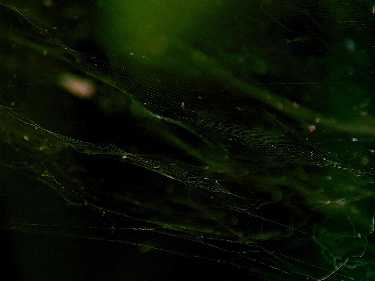 A dark green, artistic, and abstract rendering of spiderweb threads in the forest setting softly lit photo