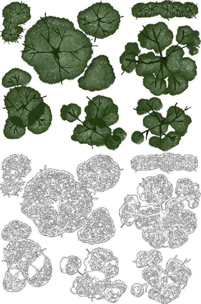 A collection of tree and hedge illustrations from a top-down perspective, shown in both colored and black-and-white line art styles, commonly used in architectural and landscape design. vector
