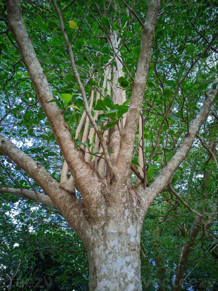 A close up shot of the base of a large tree, showing the detailed texture of its trunk and the intricate pattern of its spreading branches, set against lush green foliage. photo