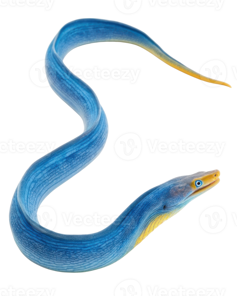 vibrante azul enguia com longo, delgado corpo e amarelado cauda, exibindo intrincado texturas e padrões. enguia impressionante azul cor e brilhante olhos png
