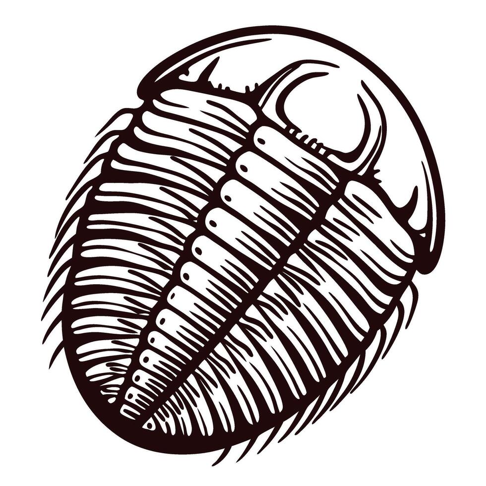 Detailed hand drawn trilobite fossil illustration with segmented exoskeleton and spiny appendages on white background vector