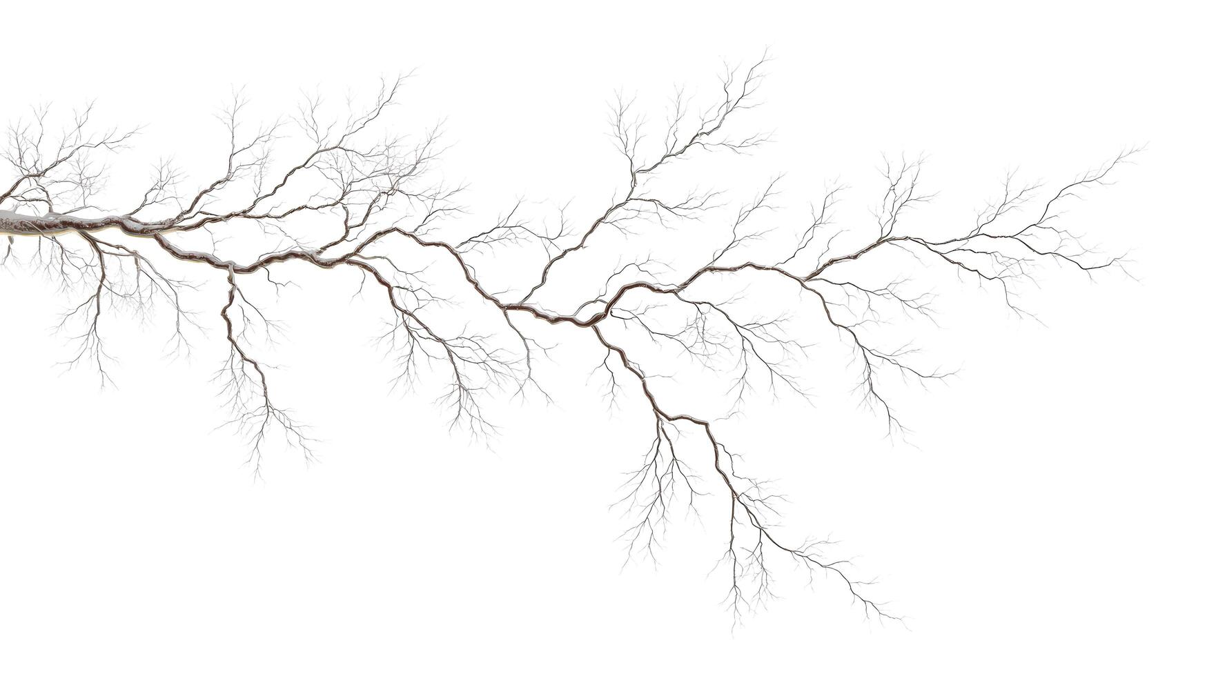 A barren tree branch with intricate patterns against a stark white background in a minimalist style photo