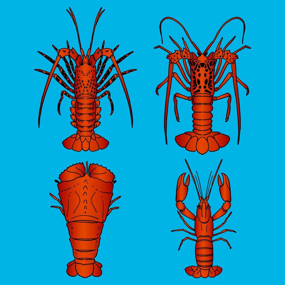 several types of lobsters with ripe color. vector