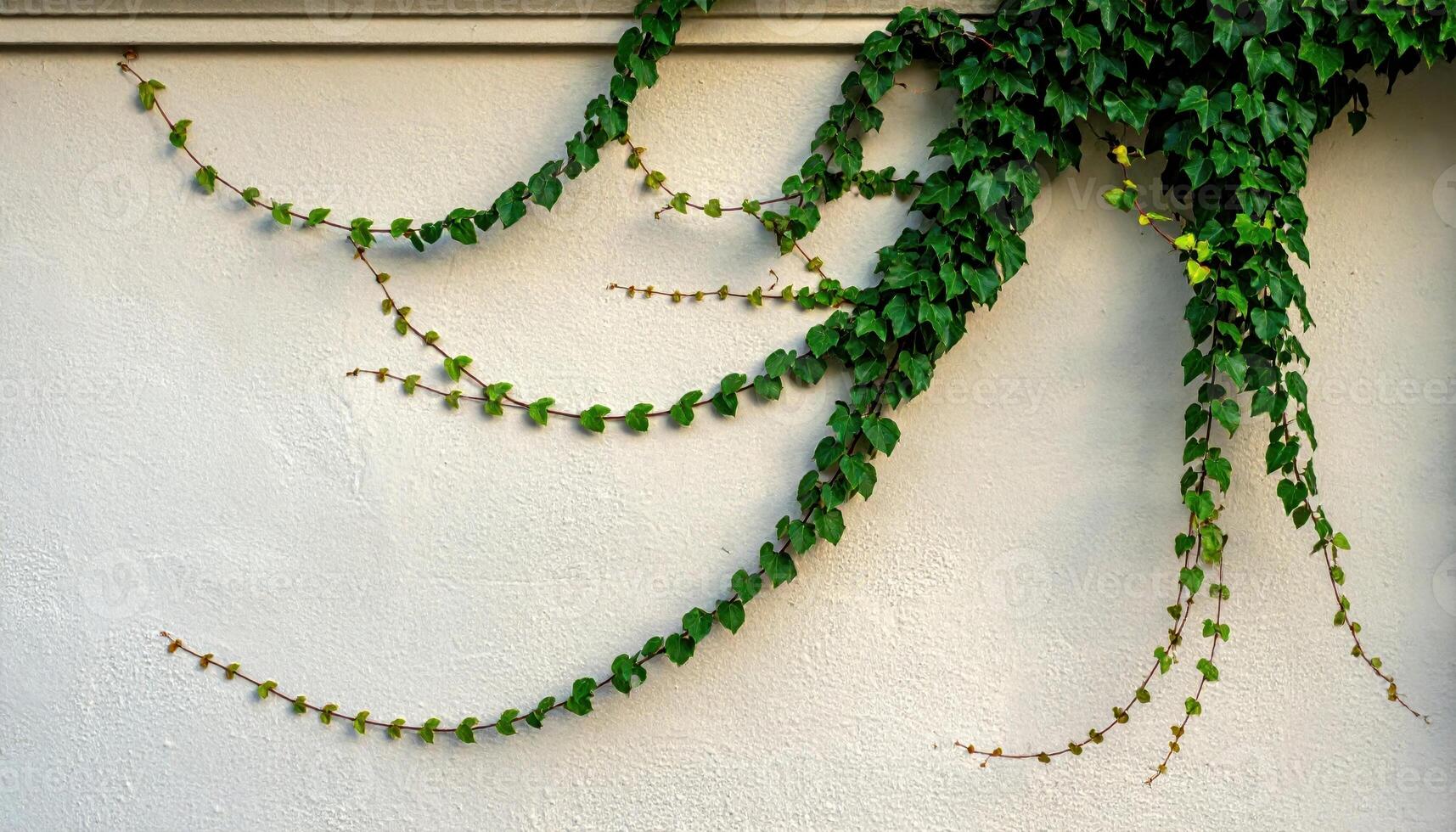 Ivy tendrils climbing pale plaster wall diffuse overcast calm shadows representing botanical facade texture and timeless exterior mood suitable for architecture studies branding backdrops photo