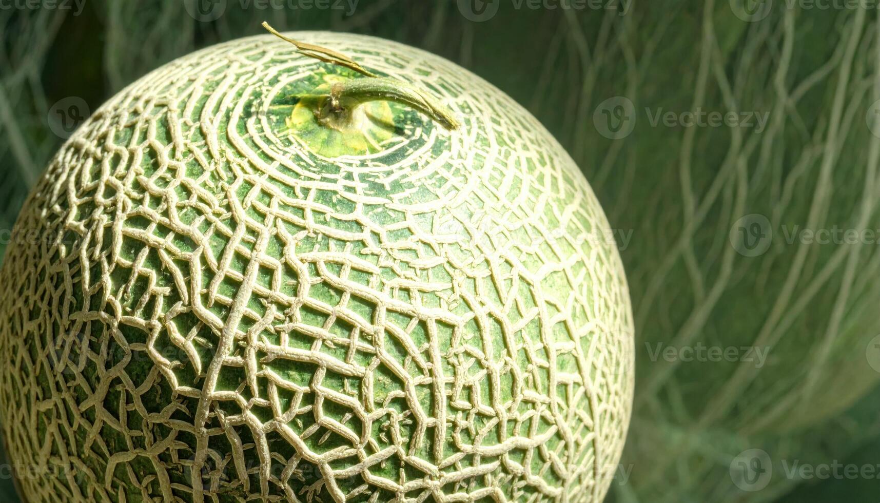 Studio macro still life of cantaloupe netting texture full frame, grazing light revealing lattice pattern and elegant culinary minimalism. photo