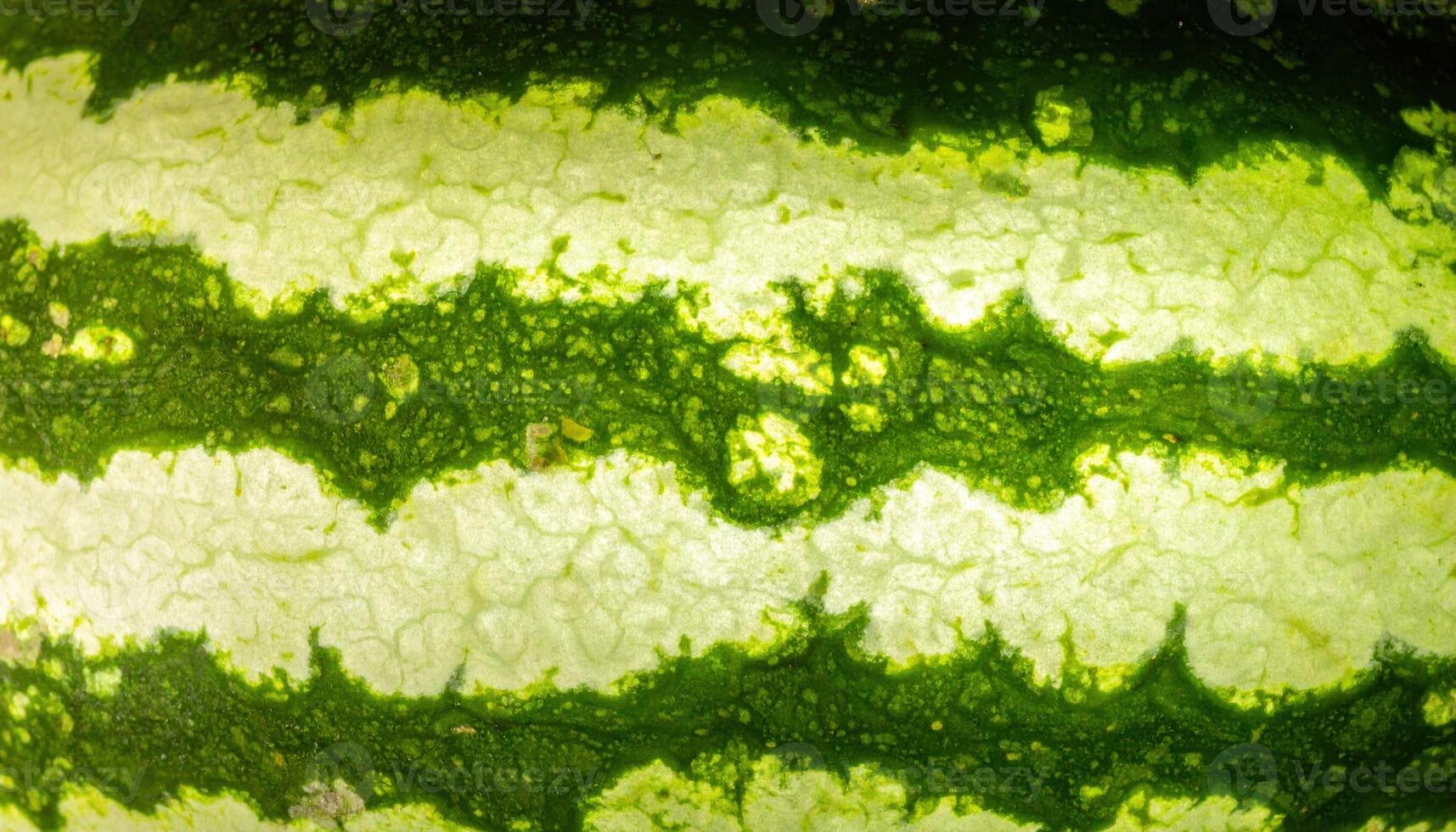 Studio macro of watermelon rind with alternating dark and light bands under controlled crosslight, bold texture and clean modern culinary detail. photo