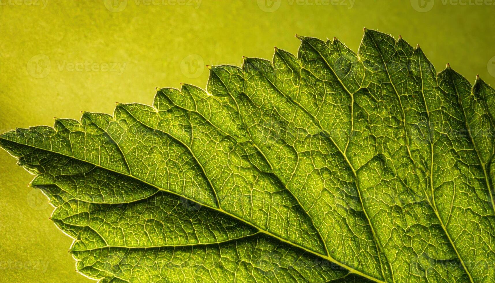 Blackcurrant leaf serrations mapped in macro against muted forest green card professional botanical texture for education editorial and calm design layouts photo