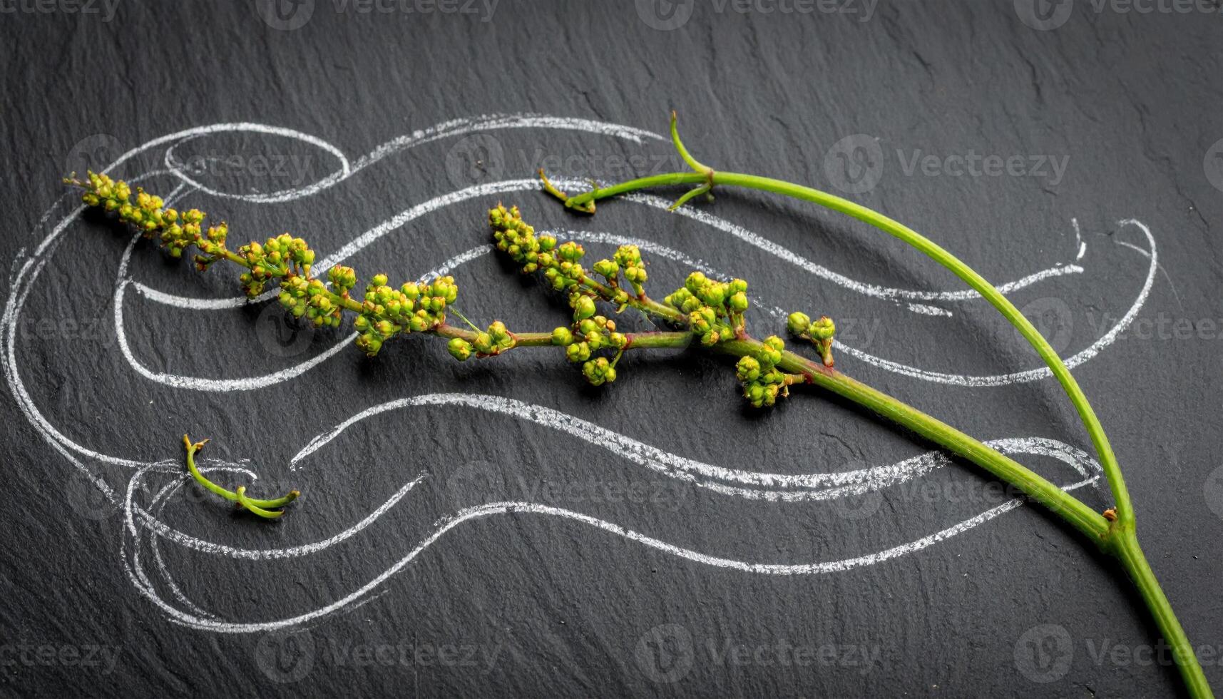 Table grape stems post harvest arranged as calligraphic lines on graphite with subtle residual bloom refined vineyard remnant for editorial and label design photo