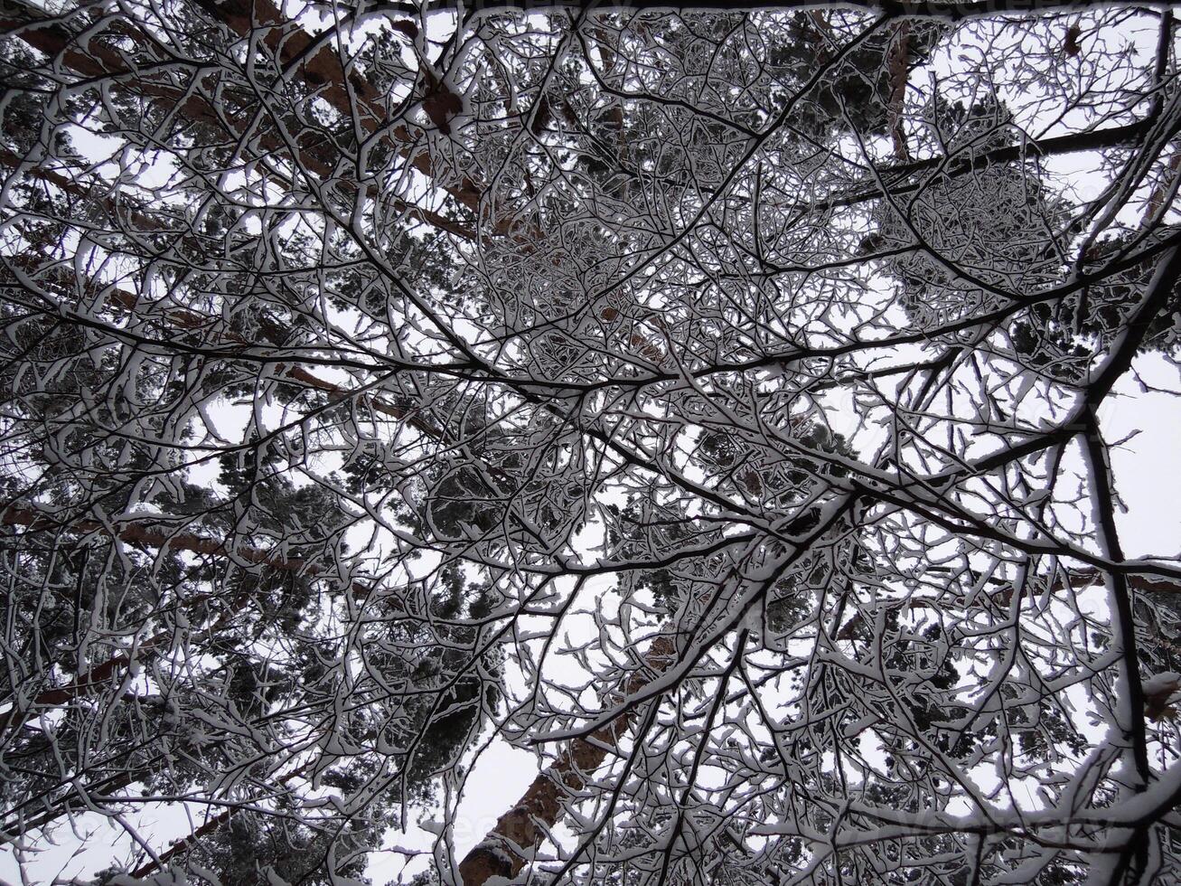 Pattern Of Trees Branches Covered With Snow Bottom Point Of View photo