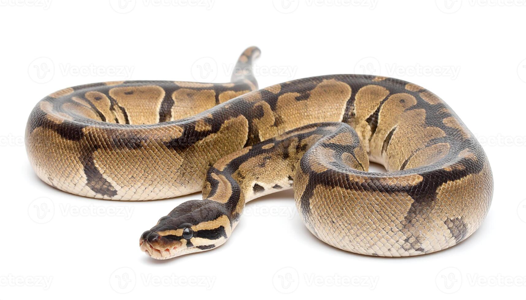 Ball Python snake in studio with beautiful markings and neutral background ready to use photo