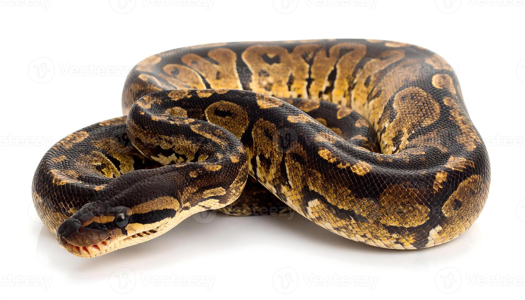 Captivating Ball Python coiled on white, perfect for reptile enthusiasts and design projects photo