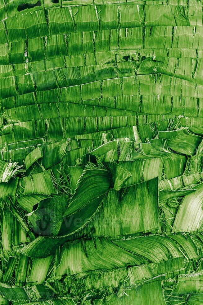 Close up of natural palm tree trunk texture background, green wood patterns and structured rough tropical wooden surface, macro photo detailed texture of layered bark and fibrous coconut coir