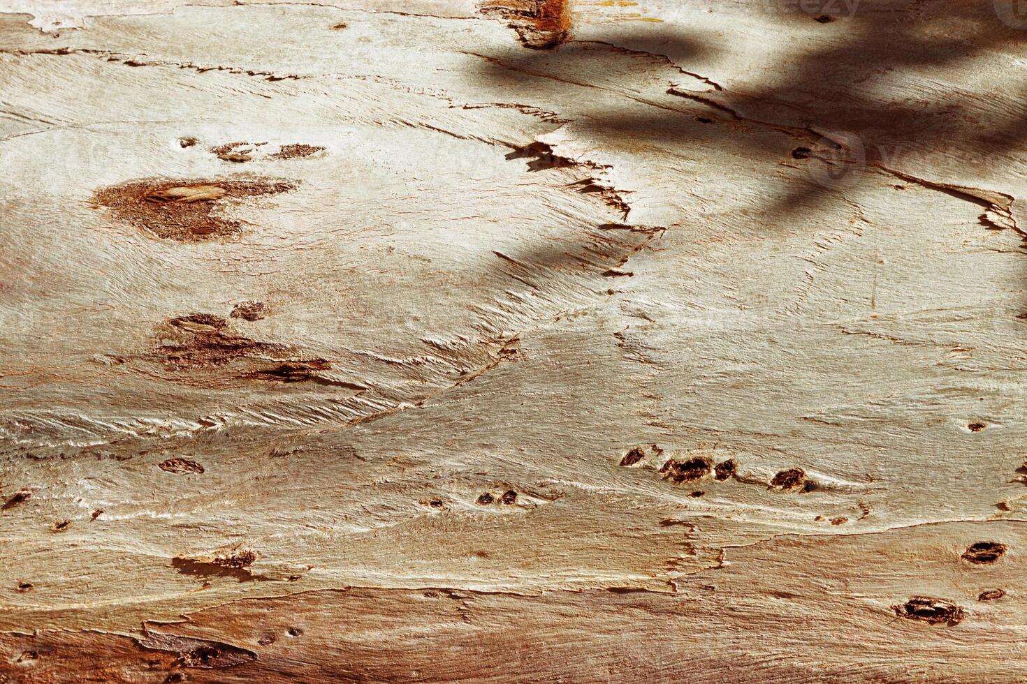 Closeup of natural tree bark texture with leaves shadow from sun, old wood Trunk in earthy tones. Macro photo of nature design for backgrounds, environment aesthetics, or textures in graphic design