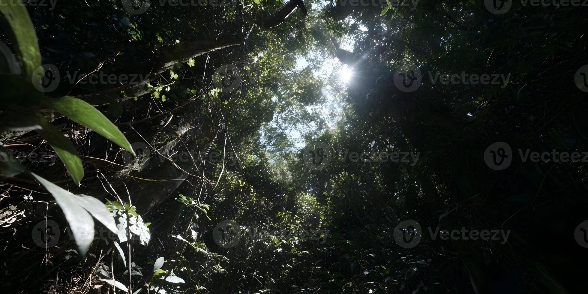 Sunlight streams through the dense green canopy of a lush tropical forest creating dappled light and deep shadows photo