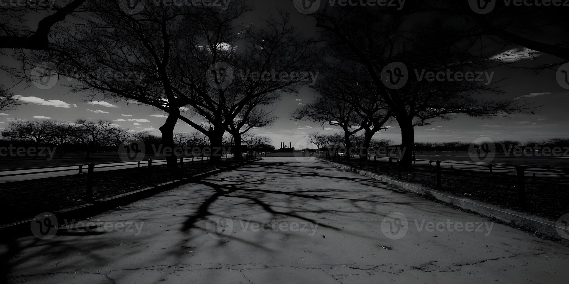 Stark black and white image of a desolate path bordered by leafless trees and long shadows photo