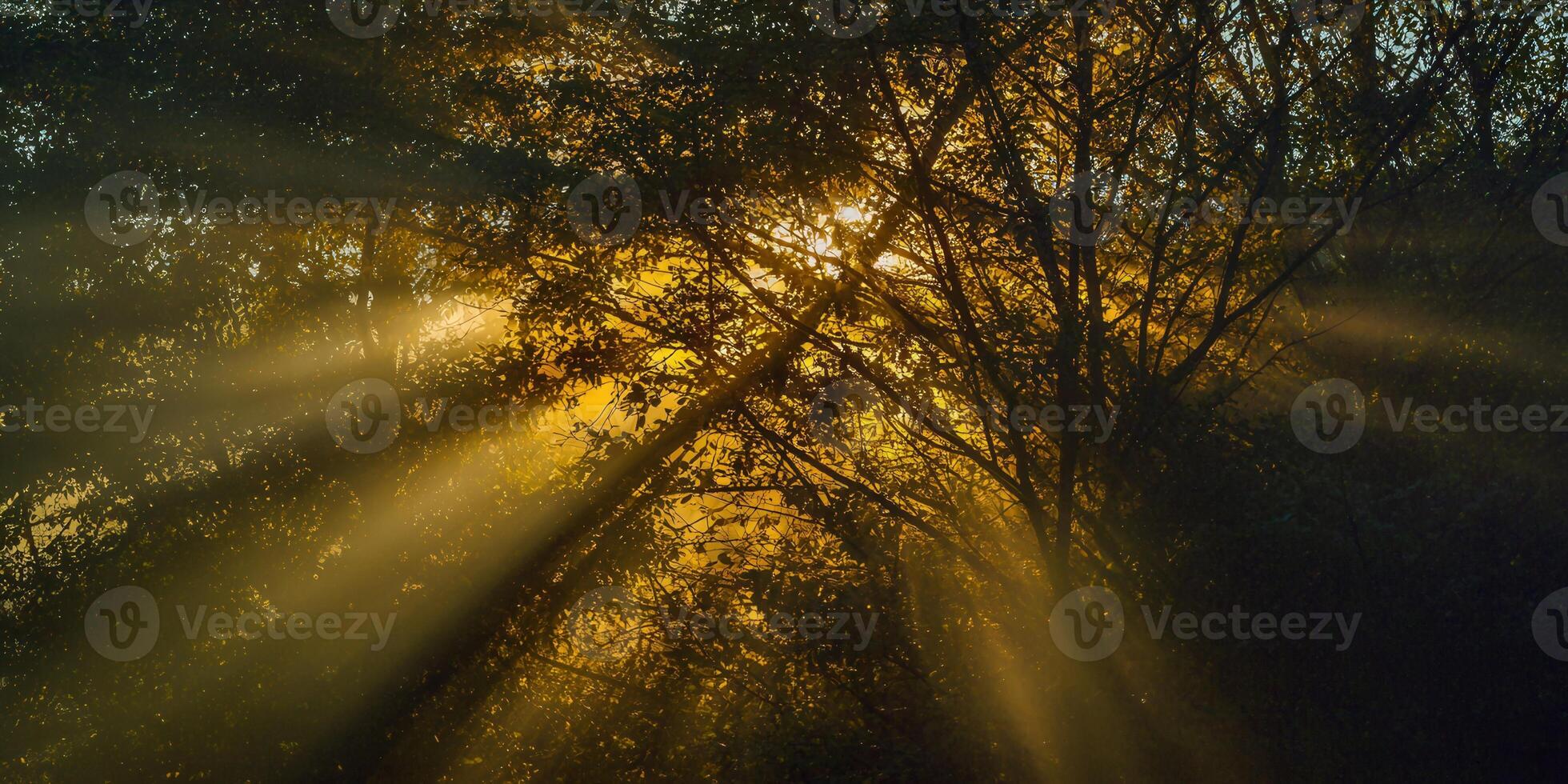 Sunlight streams through the trees, creating a magical and warm atmosphere in the forest. photo