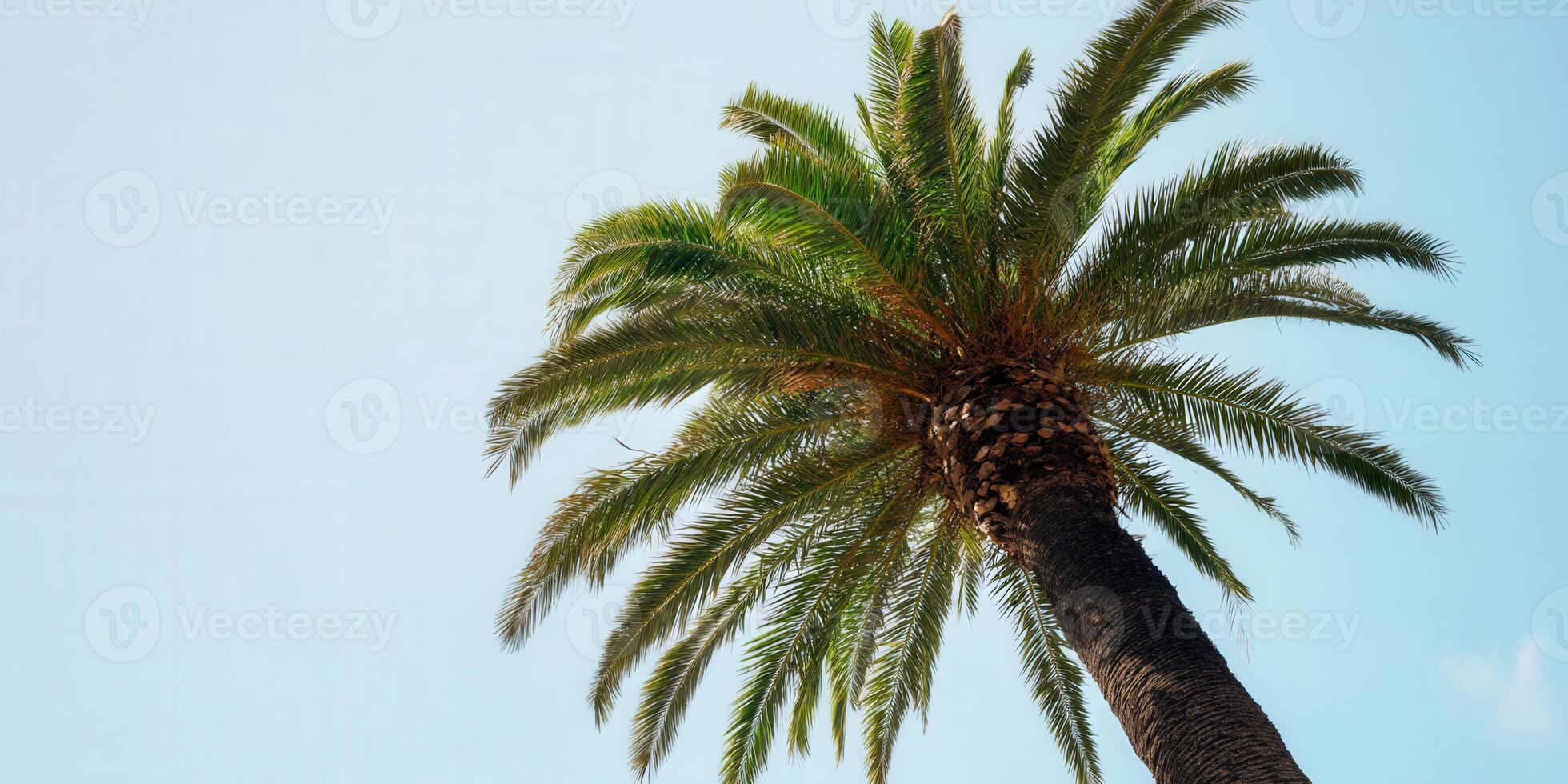 Looking up at a lush palm tree with its vibrant green leaves against a clear blue sky. photo