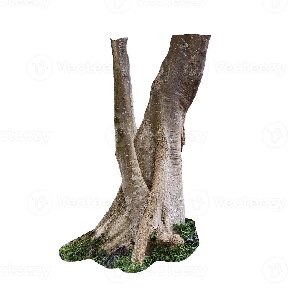 Isolated Tree Trunk with Textured Bark and Green Grass Base on White Background for Nature and Botanical Design photo