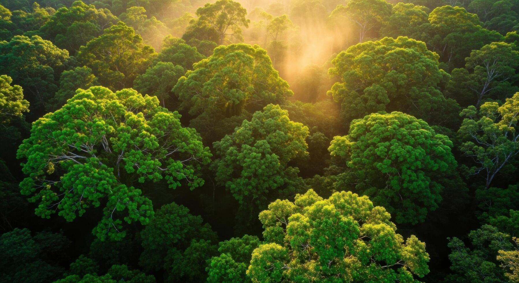 The sun shines through the canopy of trees in the amazon rainforest photo