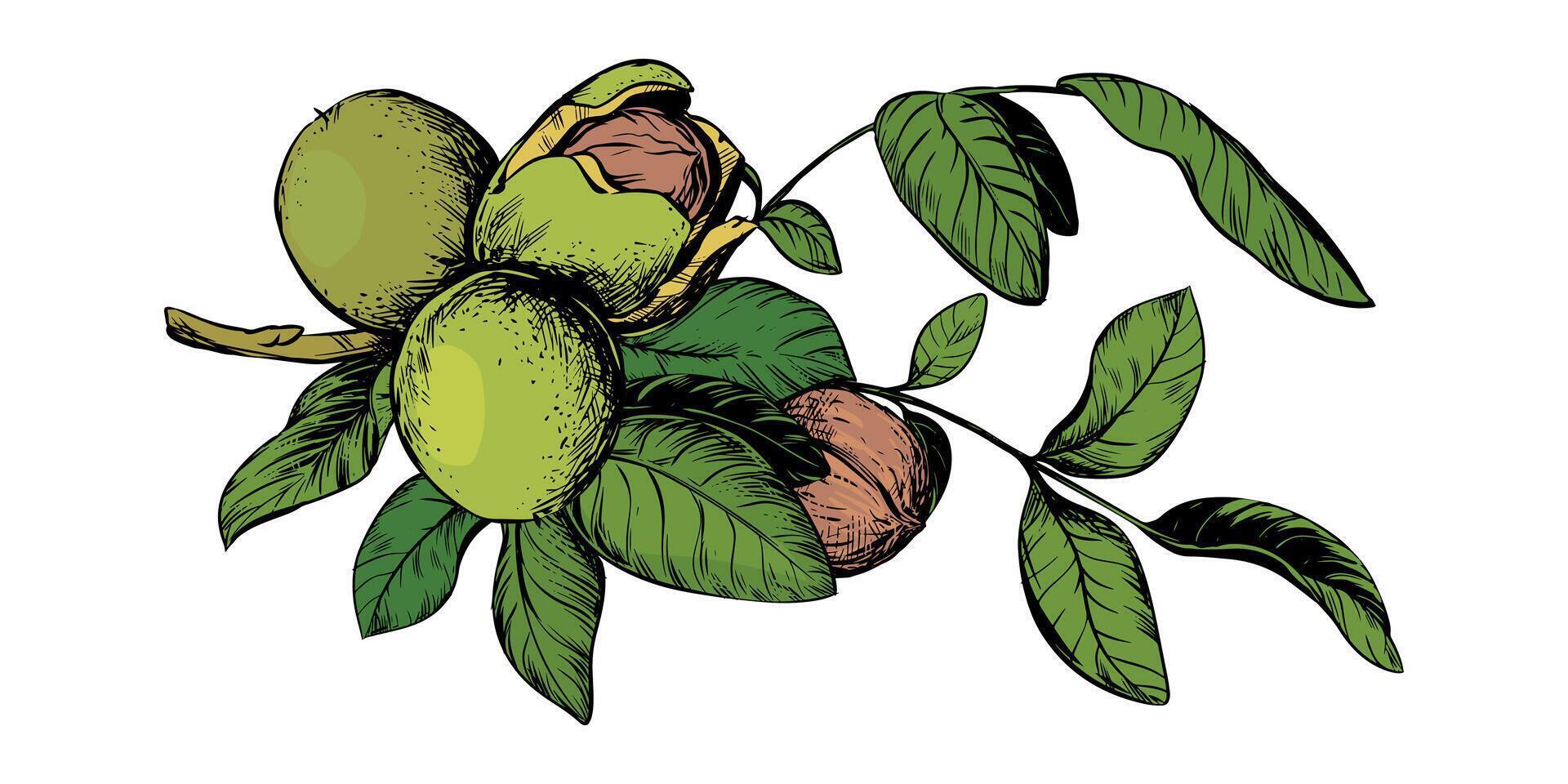 A branch with ripe walnuts. illustration done using color engraving technique. Ingredient for nut butter, oil, and liqueur. Suitable for packaging design. Ink drawing. vector